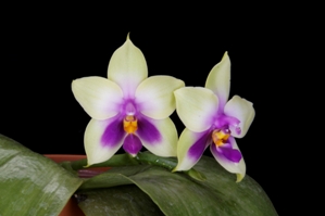 Phalaenopsis belina fma. coerulea Norman AM/AOS 83 pts.